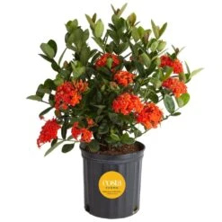 2 Gal. Blooming Red Ixora Outdoor Plant In Grower Pot, Avg. Shipping Height 1-2 Ft. Tall