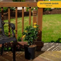 2 Gal. Blooming Red Ixora Outdoor Plant In Grower Pot, Avg. Shipping Height 1-2 Ft. Tall -Home plant costa farms shrubs hedges 10ixoraorange c3 1000