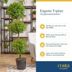 Eugenia 3-Ball Topiary Indoor/Outdoor Shrub Plant In 10 In. Grower Planter, Avg. Shipping Height 3-4 Ft. Tall -Home plant costa farms shrubs hedges co euc12 3 gp 1f 1000
