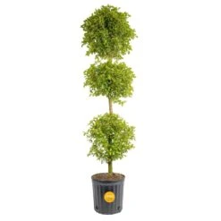 Eugenia 3-Ball Topiary Indoor/Outdoor Shrub Plant In 10 In. Grower Planter, Avg. Shipping Height 3-4 Ft. Tall