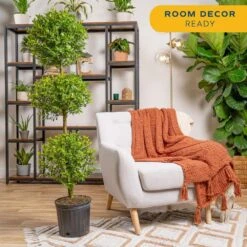 Eugenia 3-Ball Topiary Indoor/Outdoor Shrub Plant In 10 In. Grower Planter, Avg. Shipping Height 3-4 Ft. Tall -Home plant costa farms shrubs hedges co euc12 3 gp 76 1000