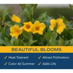 10 In. Outdoor Yellow Allamanda Plant In Grower Pot, Avg. Shipping Height 26 In. To 32 In. Tall 10 10 In. Outdoor Yellow Allamanda Plant In Grower Pot, Avg. Shipping Height 26 In. To 32 In. Tall -Home plant costa farms shrubs hedges l all g pot 01 4f 1000