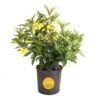 10 In. Outdoor Yellow Allamanda Plant In Grower Pot, Avg. Shipping Height 26 In. To 32 In. Tall 2 10 In. Outdoor Yellow Allamanda Plant In Grower Pot, Avg. Shipping Height 26 In. To 32 In. Tall -Home plant costa farms shrubs hedges l all g pot 01 64 1000