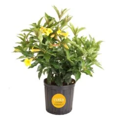 10 In. Outdoor Yellow Allamanda Plant In Grower Pot, Avg. Shipping Height 26 In. To 32 In. Tall