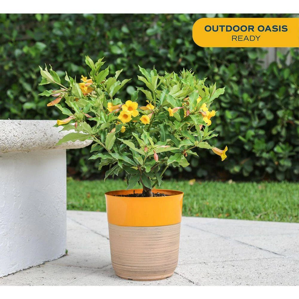 10 In. Outdoor Yellow Allamanda Plant In Grower Pot, Avg. Shipping Height 26 In. To 32 In. Tall 4 10 In. Outdoor Yellow Allamanda Plant In Grower Pot, Avg. Shipping Height 26 In. To 32 In. Tall - Image 2