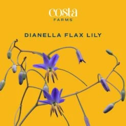 Outdoor Dianella Flax Lily Plant In 9.25 In. Grower Pot, Avg. Shipping Height 2 Ft. To 3 Ft. Tall -Home plant costa farms shrubs hedges l dia g pot 01 31 1000