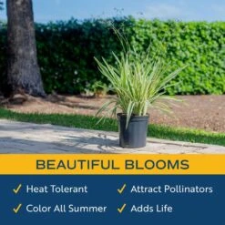 Outdoor Dianella Flax Lily Plant In 9.25 In. Grower Pot, Avg. Shipping Height 2 Ft. To 3 Ft. Tall -Home plant costa farms shrubs hedges l dia g pot 01 4f 1000