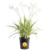 Outdoor Dianella Flax Lily Plant In 9.25 In. Grower Pot, Avg. Shipping Height 2 Ft. To 3 Ft. Tall 2 Outdoor Dianella Flax Lily Plant In 9.25 In. Grower Pot, Avg. Shipping Height 2 Ft. To 3 Ft. Tall -Home plant costa farms shrubs hedges l dia g pot 01 64 1000