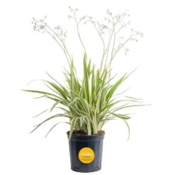 Outdoor Dianella Flax Lily Plant In 9.25 In. Grower Pot, Avg. Shipping Height 2 Ft. To 3 Ft. Tall
