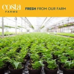 Outdoor Dietes Iris Giant Plant In 9.25 In. Grower Pot, Avg. Shipping Height 2 Ft. To 3 Ft. Tall -Home plant costa farms shrubs hedges l die g pot 01 1f 1000