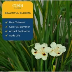 Outdoor Dietes Iris Giant Plant In 9.25 In. Grower Pot, Avg. Shipping Height 2 Ft. To 3 Ft. Tall -Home plant costa farms shrubs hedges l die g pot 01 31 1000