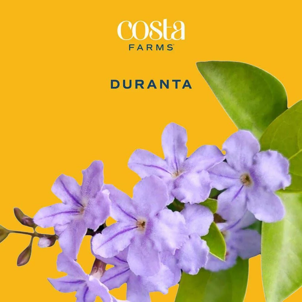 Outdoor Duranta Bush Plant In 9.25 In. Grower Pot, Avg. Shipping Height 2 Ft. To 3 Ft. Tall 8 Outdoor Duranta Bush Plant In 9.25 In. Grower Pot, Avg. Shipping Height 2 Ft. To 3 Ft. Tall - Image 6