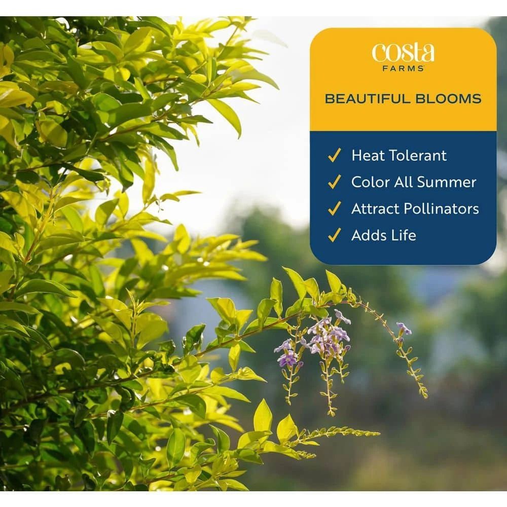 Outdoor Duranta Bush Plant In 9.25 In. Grower Pot, Avg. Shipping Height 2 Ft. To 3 Ft. Tall 5 Outdoor Duranta Bush Plant In 9.25 In. Grower Pot, Avg. Shipping Height 2 Ft. To 3 Ft. Tall - Image 3