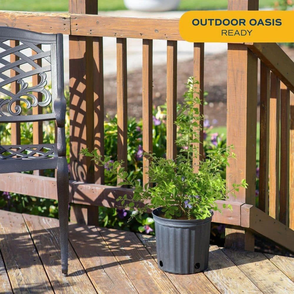 Outdoor Duranta Bush Plant In 9.25 In. Grower Pot, Avg. Shipping Height 2 Ft. To 3 Ft. Tall 4 Outdoor Duranta Bush Plant In 9.25 In. Grower Pot, Avg. Shipping Height 2 Ft. To 3 Ft. Tall - Image 2