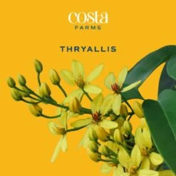 10 In. Outdoor Yellow Galphimia Thryallis Plant In Grower Pot, Avg. Shipping Height 26 In. To 32 In. 13 10 In. Outdoor Yellow Galphimia Thryallis Plant In Grower Pot, Avg. Shipping Height 26 In. To 32 In. -Home plant costa farms shrubs hedges l gat g pot 01 31 1000