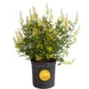 10 In. Outdoor Yellow Galphimia Thryallis Plant In Grower Pot, Avg. Shipping Height 26 In. To 32 In. -Home plant costa farms shrubs hedges l gat g pot 01 64 1000