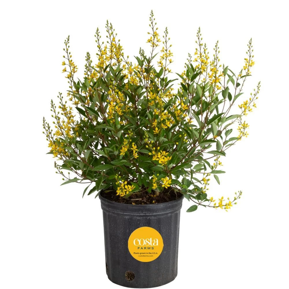 10 In. Outdoor Yellow Galphimia Thryallis Plant In Grower Pot, Avg. Shipping Height 26 In. To 32 In. 3 10 In. Outdoor Yellow Galphimia Thryallis Plant In Grower Pot, Avg. Shipping Height 26 In. To 32 In.