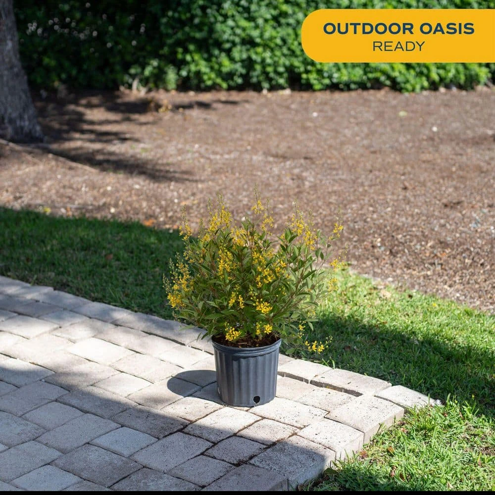 10 In. Outdoor Yellow Galphimia Thryallis Plant In Grower Pot, Avg. Shipping Height 26 In. To 32 In. 4 10 In. Outdoor Yellow Galphimia Thryallis Plant In Grower Pot, Avg. Shipping Height 26 In. To 32 In. - Image 2