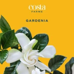 Gardenia Outdoor Plant In 10 In. Grower Pot, Avg. Shipping Height 5 Ft. Tall -Home plant costa farms shrubs hedges l gpf g pot 01 31 1000