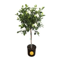 Gardenia Outdoor Plant In 10 In. Grower Pot, Avg. Shipping Height 5 Ft. Tall