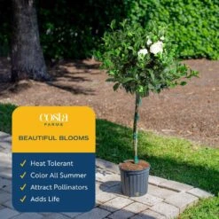Gardenia Outdoor Plant In 10 In. Grower Pot, Avg. Shipping Height 5 Ft. Tall -Home plant costa farms shrubs hedges l gpf g pot 01 76 1000