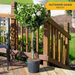 Gardenia Outdoor Plant In 10 In. Grower Pot, Avg. Shipping Height 5 Ft. Tall -Home plant costa farms shrubs hedges l gpf g pot 01 c3 1000