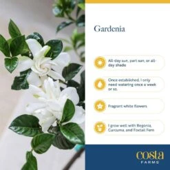 Gardenia Outdoor Plant In 10 In. Grower Pot, Avg. Shipping Height 5 Ft. Tall -Home plant costa farms shrubs hedges l gpf g pot 01 fa 1000
