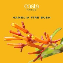 Outdoor Hamelia Fire Bush Plant In 9.25 In. Grower Pot, Avg. Shipping Height 2 Ft. To 3 Ft. Tall -Home plant costa farms shrubs hedges l hfb g pot 01 31 1000