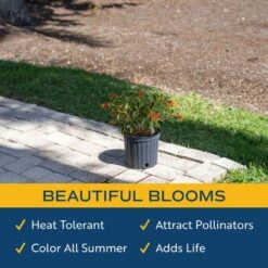 Outdoor Hamelia Fire Bush Plant In 9.25 In. Grower Pot, Avg. Shipping Height 2 Ft. To 3 Ft. Tall -Home plant costa farms shrubs hedges l hfb g pot 01 4f 1000