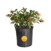Outdoor Hamelia Fire Bush Plant In 9.25 In. Grower Pot, Avg. Shipping Height 2 Ft. To 3 Ft. Tall -Home plant costa farms shrubs hedges l hfb g pot 01 64 1000