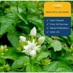 Outdoor Plant Jasmine Bush In 9.25 In. Grower Pot, Avg. Shipping Height 1-2 Ft. Tall -Home plant costa farms shrubs hedges l jas g pot 01 4f 1000