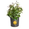 Outdoor Plant Jasmine Bush In 9.25 In. Grower Pot, Avg. Shipping Height 1-2 Ft. Tall -Home plant costa farms shrubs hedges l jas g pot 01 64 1000