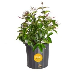 Outdoor Plant Jasmine Bush In 9.25 In. Grower Pot, Avg. Shipping Height 1-2 Ft. Tall