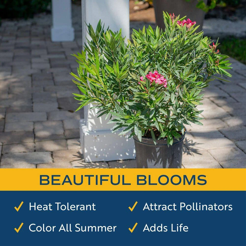 10 In. Outdoor Pink Oleander Bush Plant In Grower Pot, Avg. Shipping Height 26 In. To 32 In. Tall 5 10 In. Outdoor Pink Oleander Bush Plant In Grower Pot, Avg. Shipping Height 26 In. To 32 In. Tall - Image 3
