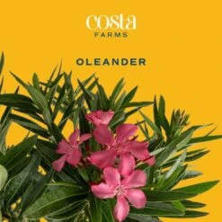 10 In. Outdoor Pink Oleander Bush Plant In Grower Pot, Avg. Shipping Height 26 In. To 32 In. Tall 15 10 In. Outdoor Pink Oleander Bush Plant In Grower Pot, Avg. Shipping Height 26 In. To 32 In. Tall -Home plant costa farms shrubs hedges l olb g pot 01 31 1000