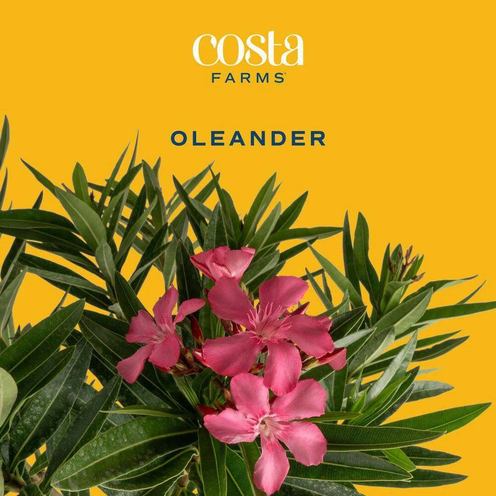 10 In. Outdoor Pink Oleander Bush Plant In Grower Pot, Avg. Shipping Height 26 In. To 32 In. Tall 9 10 In. Outdoor Pink Oleander Bush Plant In Grower Pot, Avg. Shipping Height 26 In. To 32 In. Tall - Image 7