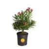 10 In. Outdoor Pink Oleander Bush Plant In Grower Pot, Avg. Shipping Height 26 In. To 32 In. Tall 1 10 In. Outdoor Pink Oleander Bush Plant In Grower Pot, Avg. Shipping Height 26 In. To 32 In. Tall -Home plant costa farms shrubs hedges l olb g pot 01 64 1000