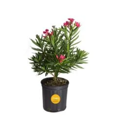 10 In. Outdoor Pink Oleander Bush Plant In Grower Pot, Avg. Shipping Height 26 In. To 32 In. Tall