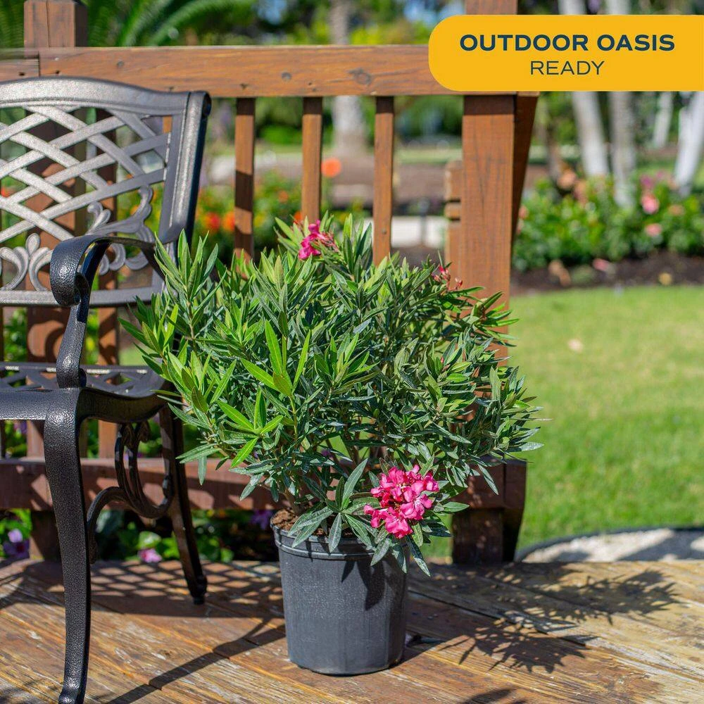 10 In. Outdoor Pink Oleander Bush Plant In Grower Pot, Avg. Shipping Height 26 In. To 32 In. Tall 4 10 In. Outdoor Pink Oleander Bush Plant In Grower Pot, Avg. Shipping Height 26 In. To 32 In. Tall - Image 2