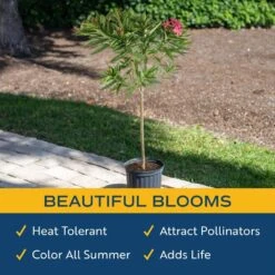 10 In. Outdoor Pink Oleander Standard Plant In Grower Pot, Avg. Shipping Height 48 In. To 52 In. Tall 11 10 In. Outdoor Pink Oleander Standard Plant In Grower Pot, Avg. Shipping Height 48 In. To 52 In. Tall -Home plant costa farms shrubs hedges l ols g pot 01 4f 1000