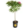 10 In. Outdoor Pink Oleander Standard Plant In Grower Pot, Avg. Shipping Height 48 In. To 52 In. Tall -Home plant costa farms shrubs hedges l ols g pot 01 64 1000