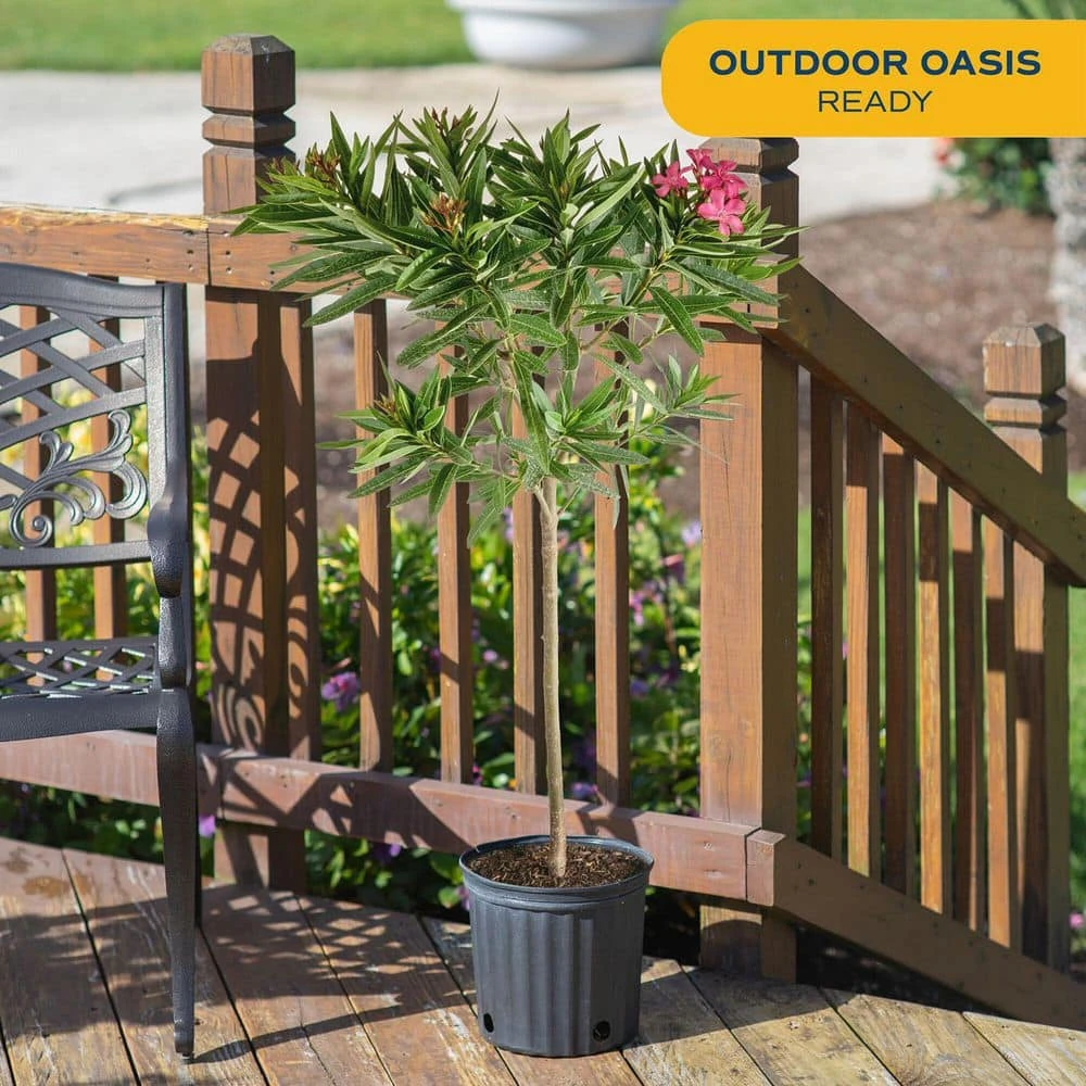 10 In. Outdoor Pink Oleander Standard Plant In Grower Pot, Avg. Shipping Height 48 In. To 52 In. Tall 4 10 In. Outdoor Pink Oleander Standard Plant In Grower Pot, Avg. Shipping Height 48 In. To 52 In. Tall - Image 2