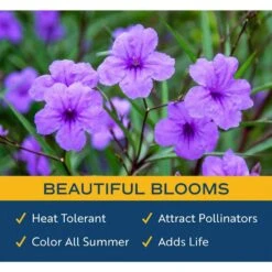 10 In. Outdoor Purple Ruellia Plant In Grower Pot, Avg. Shipping Height 24 In. To 28 In. Tall -Home plant costa farms shrubs hedges l rue g pot 01 4f 1000