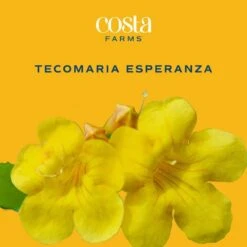 Outdoor Tecomaria Esperanza Golden Star Plant In 9.25 In. Grower Pot, Avg. Shipping Height 2 Ft. To 3 Ft. Tall -Home plant costa farms shrubs hedges l tae g pot 01 31 1000