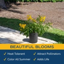 Outdoor Tecomaria Esperanza Golden Star Plant In 9.25 In. Grower Pot, Avg. Shipping Height 2 Ft. To 3 Ft. Tall -Home plant costa farms shrubs hedges l tae g pot 01 4f 1000