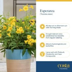 Outdoor Tecomaria Esperanza Golden Star Plant In 9.25 In. Grower Pot, Avg. Shipping Height 2 Ft. To 3 Ft. Tall -Home plant costa farms shrubs hedges l tae g pot 01 fa 1000