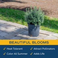 10 In. Outdoor Purple Texas Sage Plant In Grower Pot, Avg. Shipping Height 24 In.to 30 In. Tall 11 10 In. Outdoor Purple Texas Sage Plant In Grower Pot, Avg. Shipping Height 24 In.to 30 In. Tall -Home plant costa farms shrubs hedges l tsg g pot 01 1f 1000