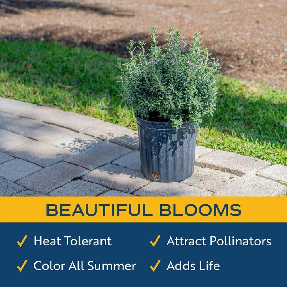 10 In. Outdoor Purple Texas Sage Plant In Grower Pot, Avg. Shipping Height 24 In.to 30 In. Tall 5 10 In. Outdoor Purple Texas Sage Plant In Grower Pot, Avg. Shipping Height 24 In.to 30 In. Tall - Image 3