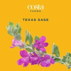 10 In. Outdoor Purple Texas Sage Plant In Grower Pot, Avg. Shipping Height 24 In.to 30 In. Tall 15 10 In. Outdoor Purple Texas Sage Plant In Grower Pot, Avg. Shipping Height 24 In.to 30 In. Tall -Home plant costa farms shrubs hedges l tsg g pot 01 31 1000