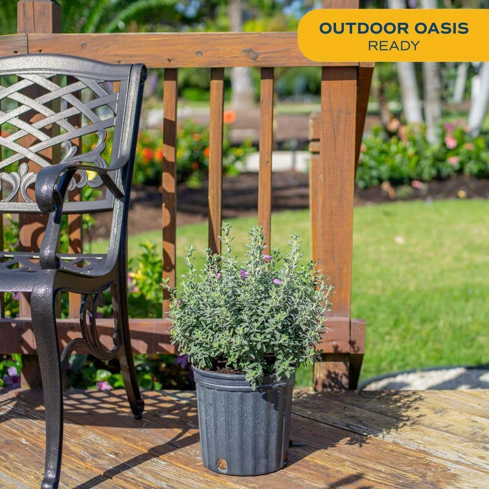 10 In. Outdoor Purple Texas Sage Plant In Grower Pot, Avg. Shipping Height 24 In.to 30 In. Tall 4 10 In. Outdoor Purple Texas Sage Plant In Grower Pot, Avg. Shipping Height 24 In.to 30 In. Tall - Image 2